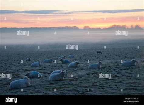 England Wiltshire Salisbury Plains Sheep In Field Stock Photo Alamy