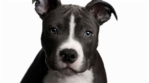 Pit Bull Puppy Wallpaper HD Images