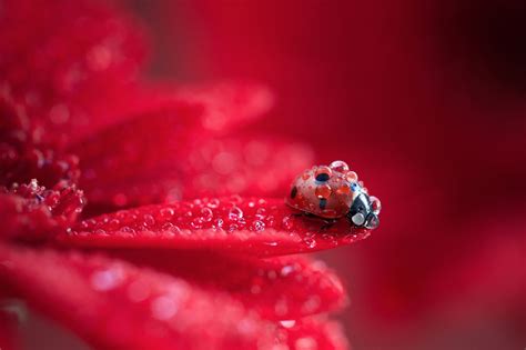 Wallpaper Animals Nature Red Water Drops Insect Pollen Ladybugs