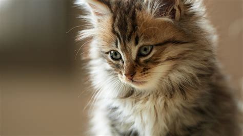 Cat Wallpapers 1920×1080 58 Wallpapers Adorable Wallpapers