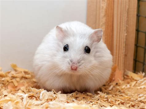 How To Keep A Winter White Dwarf Hamster Complete Care Guide