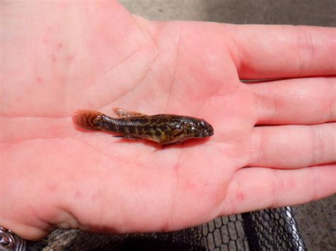 Bathygobius Soporator Frillfin Goby 052422 Gulf Of M Flickr