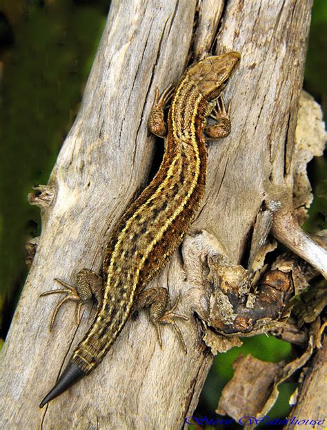 Common Lizard Note The New Growing Tail Explored Flickr Photo