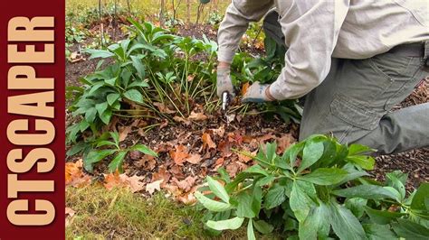 Cutting Back Perennials In The Fall Youtube