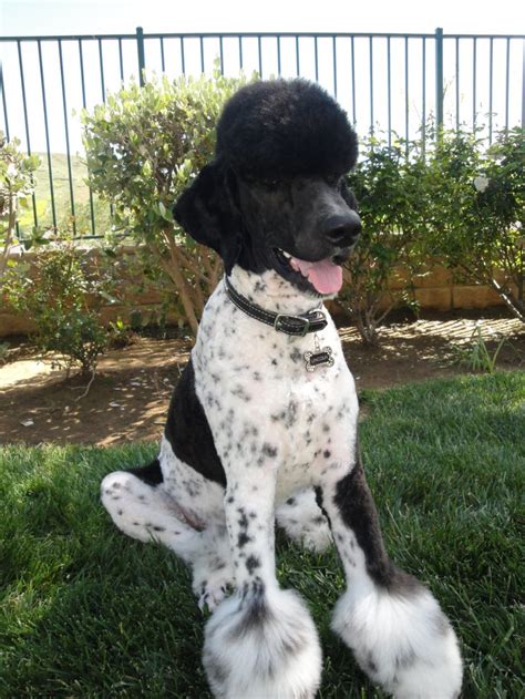 Now you can shop for it and enjoy a good deal on aliexpress! I shaved his ears! - Poodle Forum - Standard Poodle, Toy ...