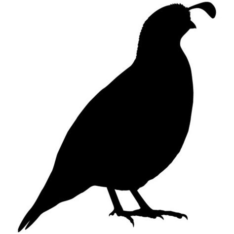 Free Quail Cliparts Download Free Quail Cliparts Png Images Free