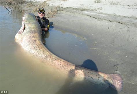Giant 8ft 9in Catfish Weighing 19 Stone Caught In Italy Daily Mail Online