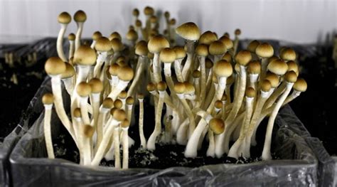 Hallucinogenic Mushrooms Vs Synthetic Psychedelics