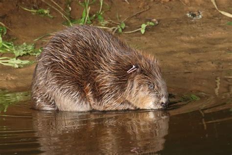Wild Beavers Have Been Given Legal Right To Remain In England