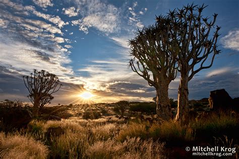 Photo Quiver Tree Forest Namibia At Sunset Landscapes Of Namibia