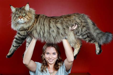 It would take a strong willpower to resist the cute, adorable, and huggable big which are the largest domestic cats? 20+ Of The Biggest Pet Cats Ever | Bored Panda