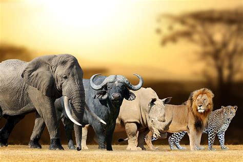 What Are The Big 5 Animals