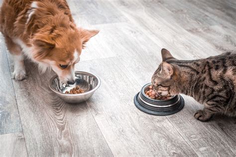 Fda grain free dog food dcm list. FDA Report on Dog Food and Cat Food | Grain-Free Food Issues