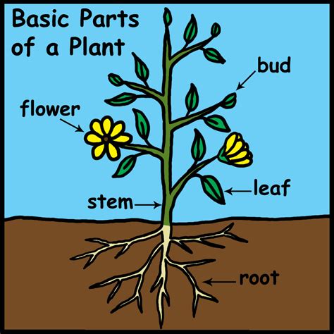 Parts Of A Plant Kids Clipart Best