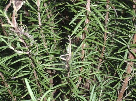 Insect On Edible Rosemary Ufifas Extension Santa Rosa County
