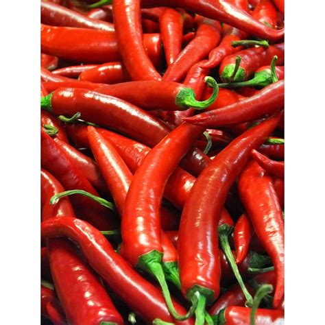 Super Hot Red Chili Pepper 35 Pot Very Hot