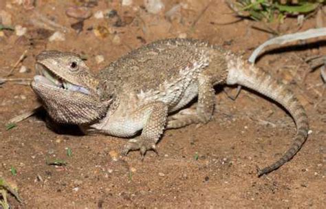 Downs Bearded Dragon Pogona Henrylawsoni At The Australian Reptile