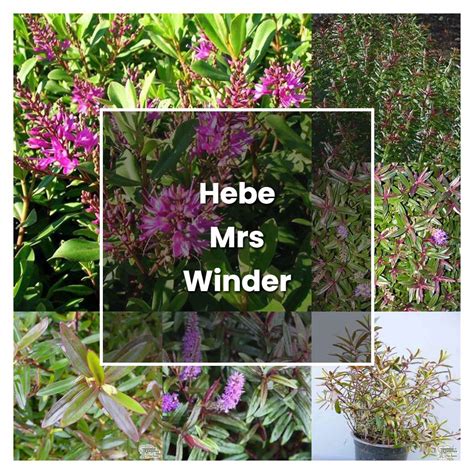 how to grow hebe mrs winder plant care and tips norwichgardener