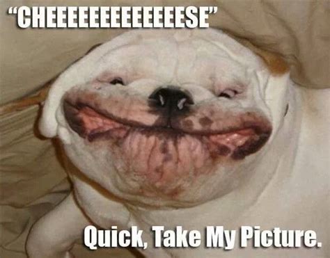 Cheese Smile Dog Animal Captions Funny Animal Photos Funny Animal