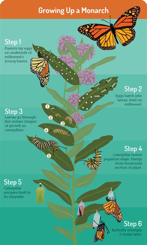 The stages of a butterfly life cycle are called metamorphosis, which means change. Gardening for Butterflies | Fix.com