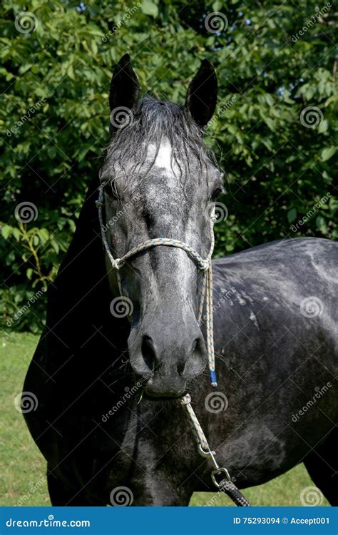 Head Of An Dark Colored Lipizzaner Foal Stock Photo Image Of Look
