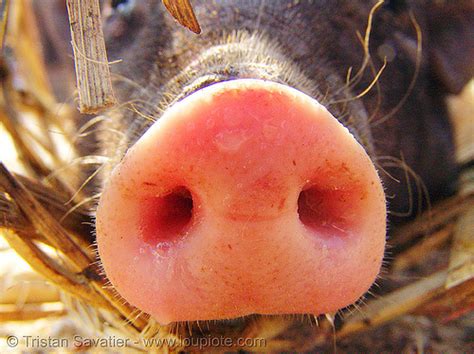 Pig Snout Piglet Nose