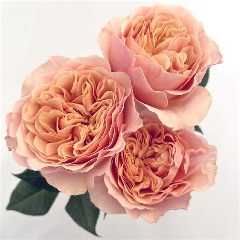 Alexandra Farms Introduces New Garden Rose Varieties To Our Diverse
