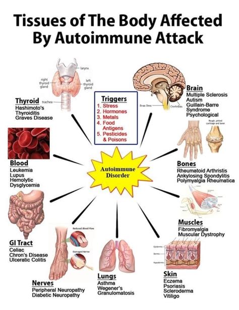 Lifestyle Factors And Dietary Interventions For Autoimmune Disease