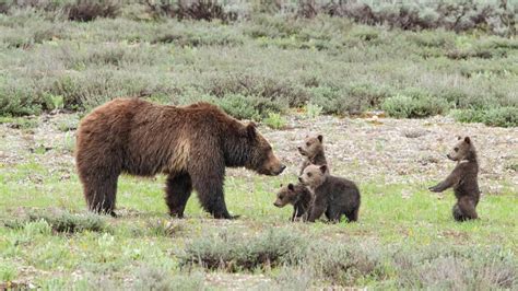 Petition · Save The Grizzly Bears Of The Lower 48 Stop The Delisting