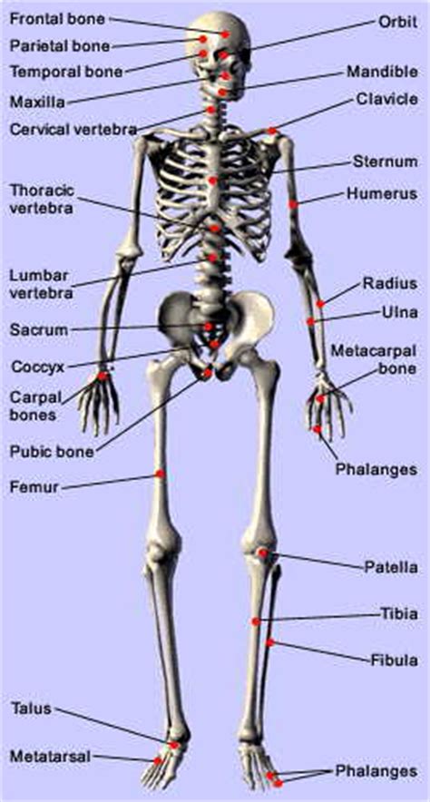 Find information about back bone listen to back bone on allmusic. Human Skeleton (fibre), Human Skeleton (fibre) India ...