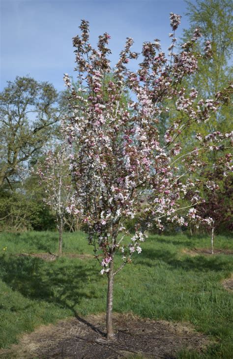 Buy Red Obelisk Crab Apple Tree Online Free Uk Delivery 3 Year Free