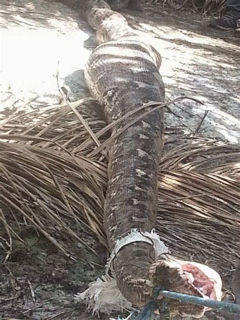 Hasil gambar untuk gambar kolase hewan. 4 Gambar Ular Sawa Sebesar Anakonda Di Tangkap di Johor - Sajian Informasi Terkini