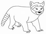 Raccoon Coloring Printable Popular sketch template