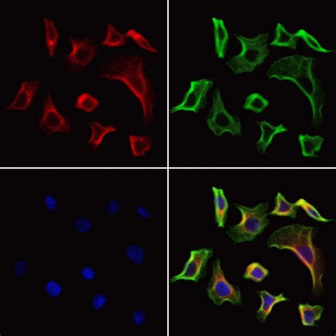 Fap Antibody Pa5 99458