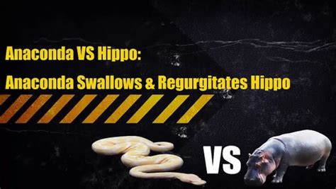 Anaconda Vs Hippo Anaconda Swallows And Regurgitates Hippo Video