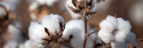 Genetically Modified Organism Gmo Cotton Fibre2fashion