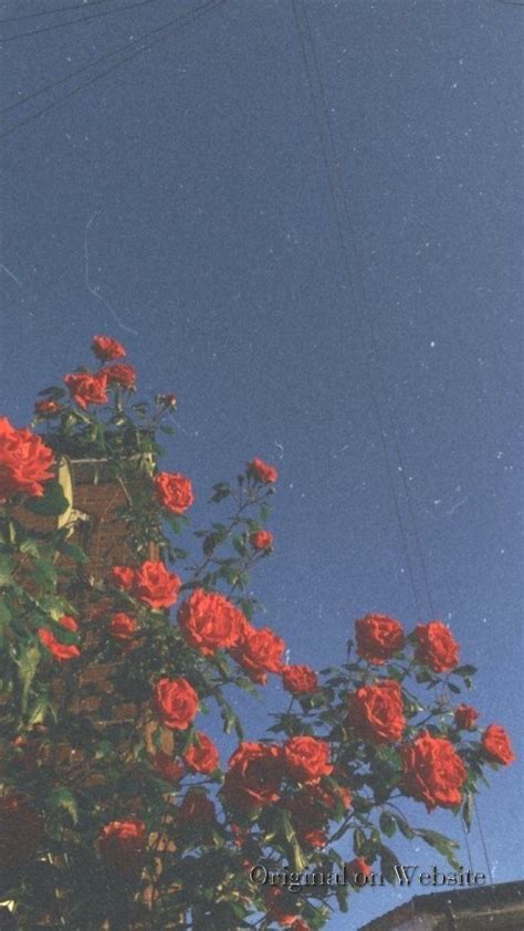 Intimchirurgie zwischen ästhetisierung und medikalisierung. Iphone Wallpaper Aesthetic- Tapete - #Tapete #wallpers# ...