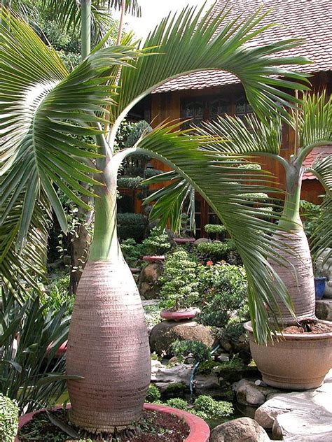 Bottle Palm Tree Hyophorbe Lagenicaulis Bottle Palm Tree Palm