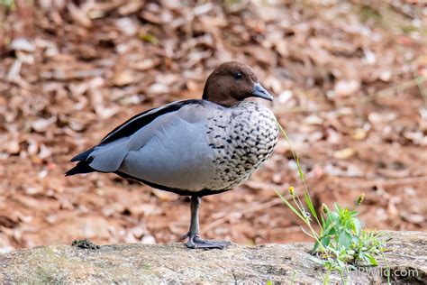 Australian Wood Duck Ahp Wild