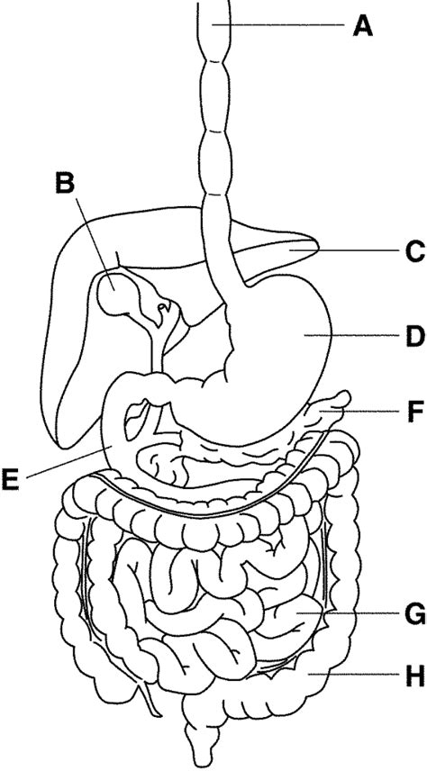 Digestive System Anatomy Diagram Organs Structures And Functions