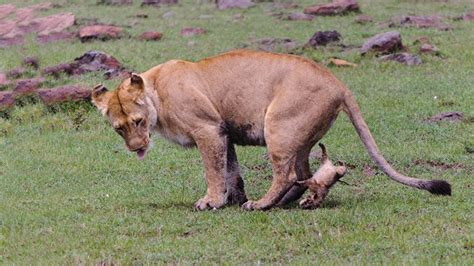 Amazing Lion Giving Birth To Four Cubs In The Wild Baby Lion So Cute