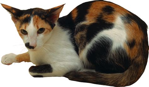 Cat Png Transparent Image Download Size 2734x1603px