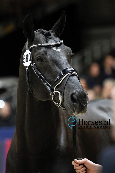 Gyulai húszfeldolgozó magna cum laude 2019. Verrichtingsrapportage Cum Laude - Horses.nl