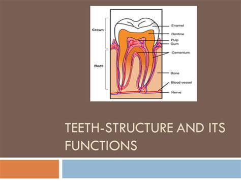 Teeth Structure And Its Functions Teaching Resources