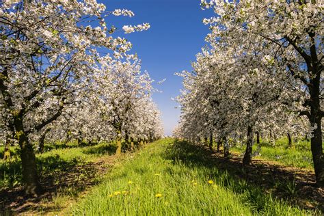 Free Images Nature Branch Plant Meadow Flower Bloom Spring