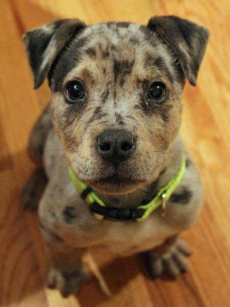 The beautiful, hardworking catahoula leopard dog brings its distinctive coloring and protective personality to 18 lovable hybrid breeds. Gibbs the Catahoula Leopard Dog Mix | Catahoula leopard ...