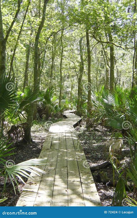 Swamp Walk Stock Photo Image Of Boards Paths Forest Woods 72424