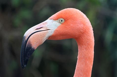 World Bird Sanctuary Growing Up Flamingo