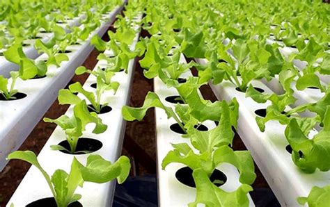 What Is Hydroponics And How Does It Work Rightfit Gardens