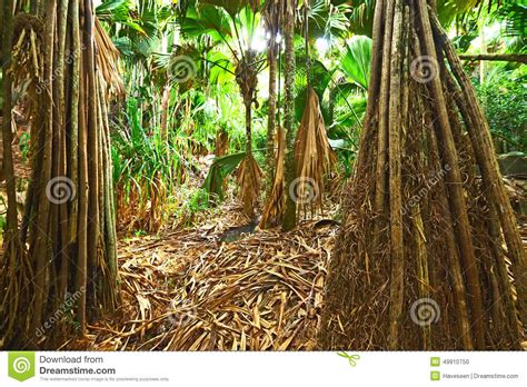 Tropical Rainforest At Seychelles Stock Photo Image Of